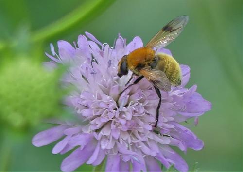 Sericomyia superbiens